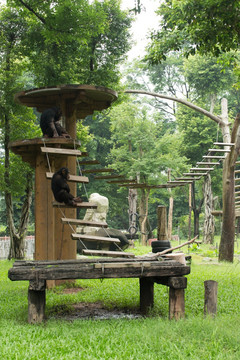 黑猩猩乐园