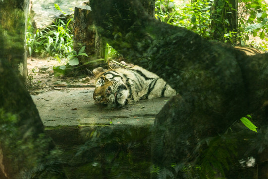睡觉中的老虎