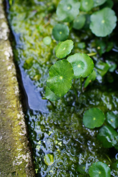 铜钱草