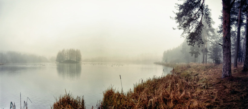 迷雾中湖边树林蒲棒芦苇