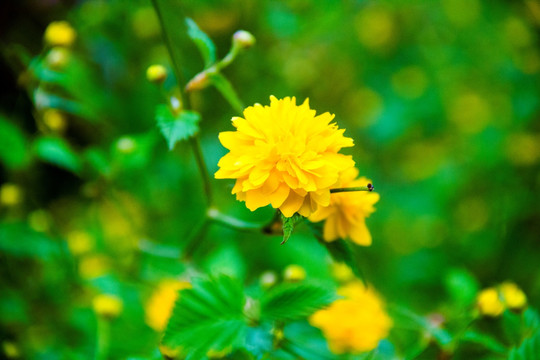 雨后花朵