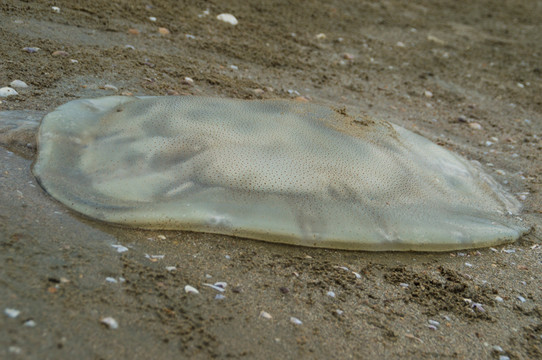 沙滩上搁浅的水母