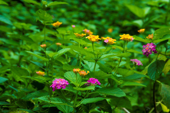 路边紫花黄花