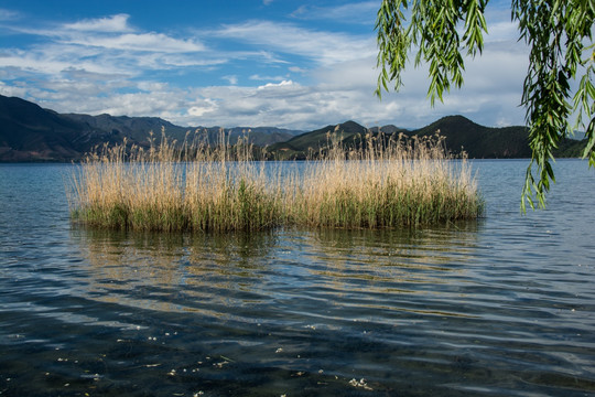 泸沽湖的水草