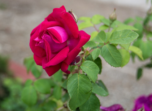 玫瑰花