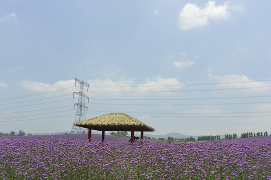 紫色花海 亭子 高压电电杆