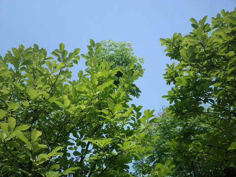 树梢上的蓝天