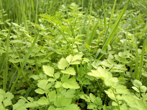 野外绿色的青草