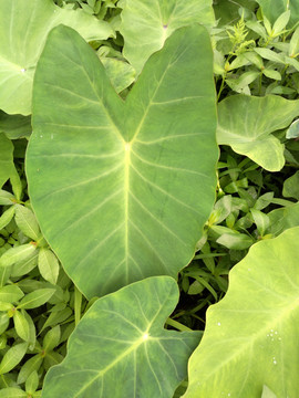 湿地植物野芋叶