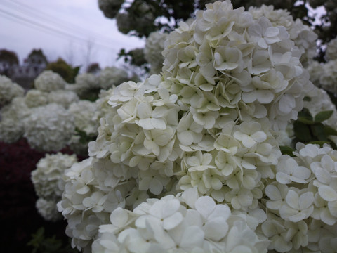 盛开的白色花朵