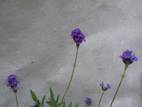 薰衣草花