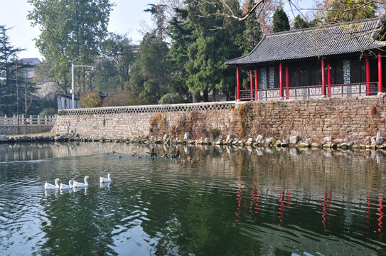 湖里的鹅 水鸭