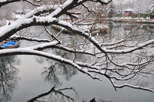 雪后的柳树