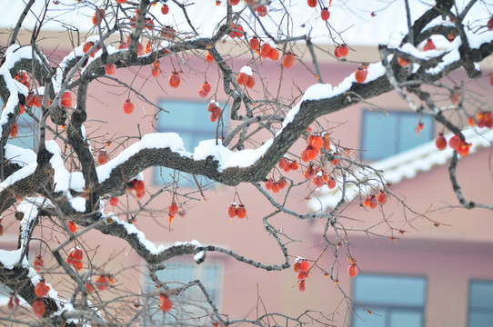 柿子树上的雪