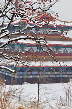 雪后的柿子树 禅寺