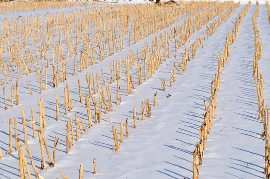 雪地里的玉米杆