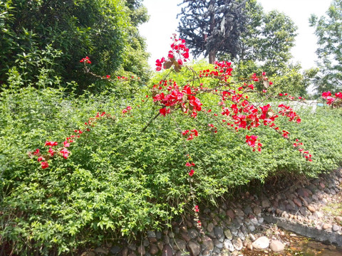 花团锦簇