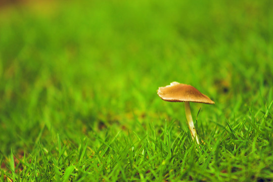 草坪上的魔菇