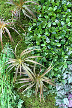 植物墙 绿叶背景 绿化墙 植物