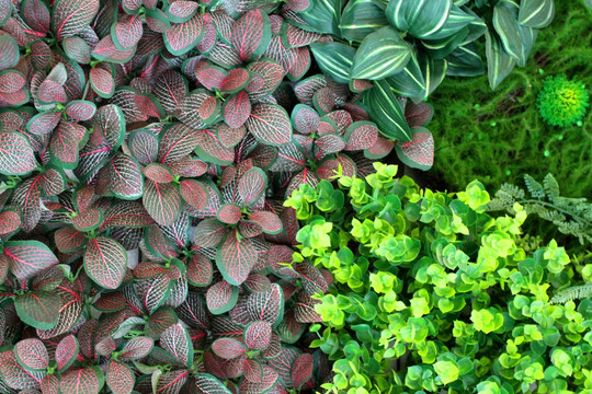植物墙 绿叶背景 绿化墙 植物