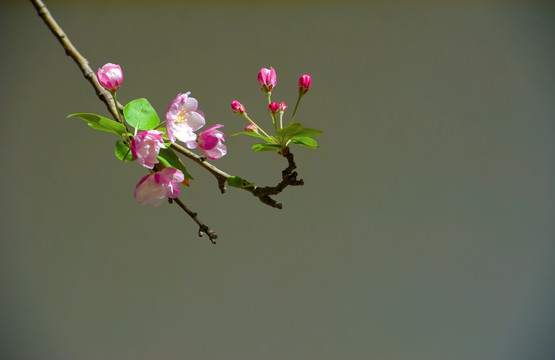 海棠花