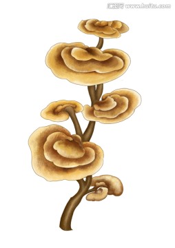 灵芝