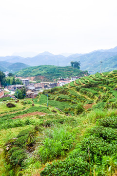 茶山居民