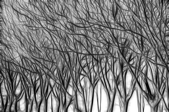 黑白抽象树枝 抽象线条 无分层