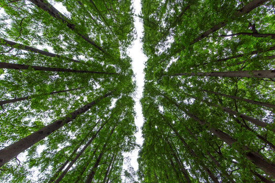 上海植物园水杉