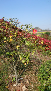 山茶花