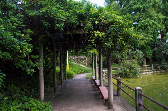 爬满植物的廊道江滨公园