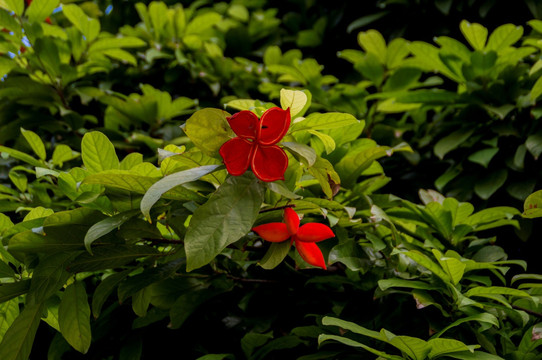 长在树上的花