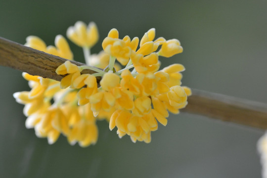 桂花