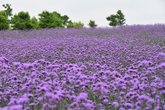 薰衣草