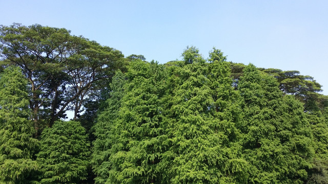水杉树