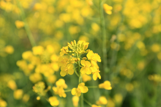 油菜花