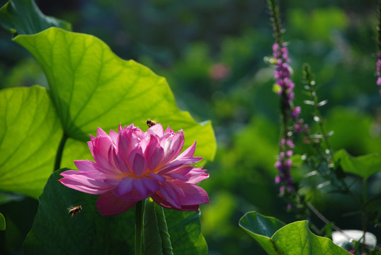 荷花 红花绿叶