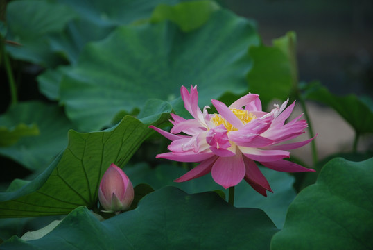 荷花池 荷花