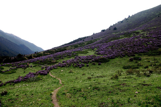 山花