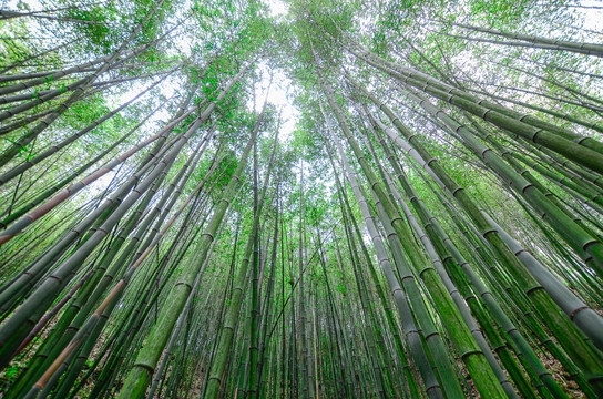 竹海竹林