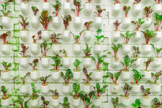 红甜菜蔬菜墙绿植墙