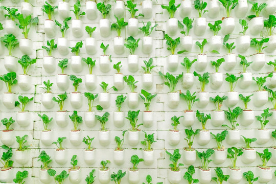 黄甜菜蔬菜墙绿植墙