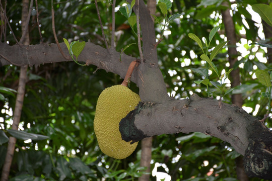 挂在树上的菠萝蜜