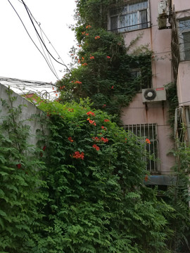 爬山虎