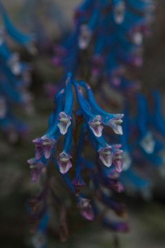 蓝花紫堇
