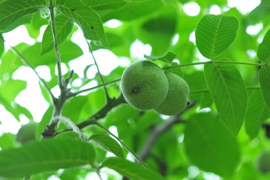 青核桃 核桃树