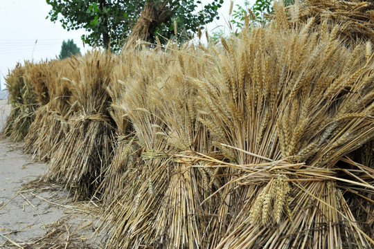 小麦 麦穗 小麦收割