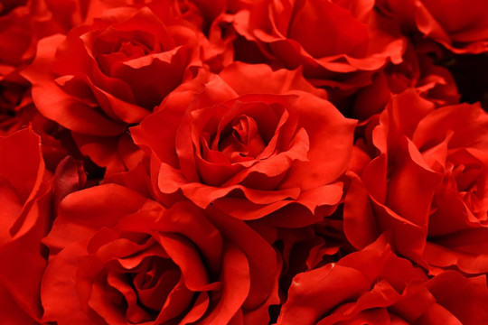 红玫瑰花背景