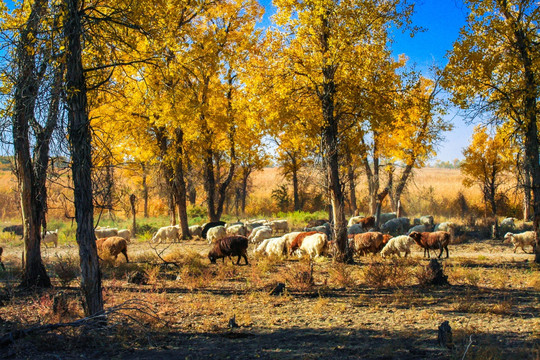 甘家湖自然保护区秋季树林牧羊