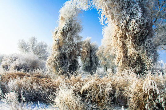 甘家湖自然保护区雪地雪景